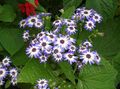 Pokojové Rostliny Cinerárie Cruenta Květina bylinné, Cineraria cruenta, Senecio cruentus světle modrá fotografie