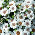 alb Planta Erbacee Cineraria Cruenta fotografie și caracteristici