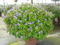 lyse blå Urteaktig Plante Persian Fiolett Bilde og kjennetegn