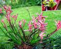 Māja Augi Ķengurs Ķepa Zieds zālaugu augs, Anigozanthos flavidus sārts Foto