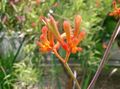 Pokojové Rostliny Klokaní Tlapka Květina bylinné, Anigozanthos flavidus oranžový fotografie