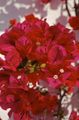 vermelho Arbusto Paper Flower foto e características