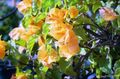 amarillo Arbustos Flor De Papel Foto y características