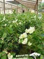 Vnútorné Rastliny Papierové Kvety Kvetina kríki, Bougainvillea biely fotografie