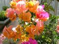 portocale Arbust Floare De Hârtie fotografie și caracteristici