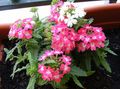 Pokojowe Rośliny Werbena Kwiat trawiaste, Verbena Hybrida różowy zdjęcie