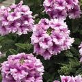Kapalı bitkiler Mine Çiçeği çiçek otsu bir bitkidir, Verbena Hybrida leylak fotoğraf