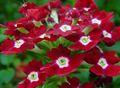 Kapalı bitkiler Mine Çiçeği çiçek otsu bir bitkidir, Verbena Hybrida koyu kırmızı fotoğraf