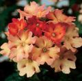 Topfpflanzen Eisenkraut Blume grasig, Verbena Hybrida orange Foto