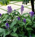 შიდა მცენარეები ლურჯი კოჭა ყვავილების ბალახოვანი მცენარე, Dichorisandra მუქი ლურჯი სურათი