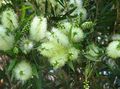 Szobanövények Bottlebrush Virág cserje, Callistemon fehér fénykép