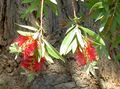 Εσωτερικά φυτά Bottlebrush λουλούδι θάμνοι, Callistemon κόκκινος φωτογραφία