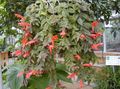 Εσωτερικά φυτά Columnea, Σκανδιναβική Φυτό Φωτιά, Χρυσόψαρο Αμπέλου λουλούδι αιωρούμενα κόκκινος φωτογραφία
