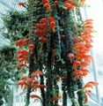 Интериорни растения Columnea, Скандинавската Пожарна Инсталация, Златни Рибки Лоза Цвете ампелни червен снимка
