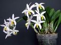 Εσωτερικά φυτά Laelia λουλούδι ποώδη λευκό φωτογραφία