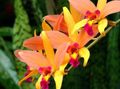 Kapalı bitkiler Laelia çiçek otsu bir bitkidir turuncu fotoğraf