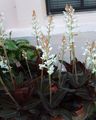 Topfpflanzen Juwel Orchidee Blume grasig, Ludisia weiß Foto