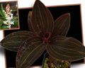 Vidinis augalai Jewel Orchidėja žiedas žolinis augalas, Ludisia baltas Nuotrauka