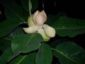 Kamerplanten Magnolia Bloem boom wit foto