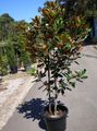 Topfpflanzen Magnolie Blume bäume, Magnolia weiß Foto