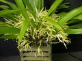 жут Травната Кокос Пита Орхидеја фотографија и карактеристике