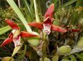 Интериорни растения Кокосово Пай Орхидея Цвете тревисто, Maxillaria червен снимка