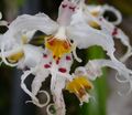 Topfpflanzen Tiger Orchidee, Maiglöckchen Orchidee Blume grasig, Odontoglossum weiß Foto