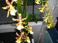 Затворени Погони Тигер Орхидеје, Ђурђевак Орхидеје Цвет травната, Odontoglossum жут фотографија