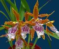 Sobne Rastline Tiger Orhideja, Šmarnice Orhideje Cvet travnate, Odontoglossum oranžna fotografija
