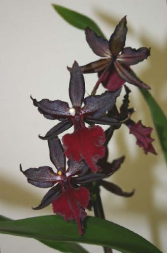 Orchideja lotyniskas pavadinimas