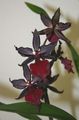 koyu kırmızı Otsu Bir Bitkidir Kaplan Orkide, Vadi Orkide Zambak fotoğraf ve özellikleri
