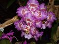 lilla Rohttaim Tiiger Orchid, Maikelluke Orhidee Foto ja omadused