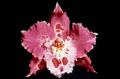 roze Kruidachtige Plant Tijger Orchidee, Lelie Van De Vallei Orchidee foto en karakteristieken