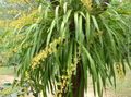 შიდა მცენარეები ცეკვა ლედი ორქიდეა, Cedros ფუტკრის, ლეოპარდი ორქიდეა ყვავილების ბალახოვანი მცენარე, Oncidium ყვითელი სურათი