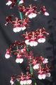 Kapalı bitkiler Dans Bayan Orkide, Cedros Arı, Leopar Orkide çiçek otsu bir bitkidir, Oncidium koyu kırmızı fotoğraf