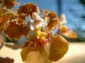 褐色 草本植物 跳舞的女士兰花，塞德罗斯蜂，豹兰花 照 和 特点