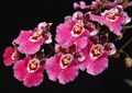 Le piante domestiche Danza Signora Orchidea, Ape Cedros, Leopardo Orchidea Fiore erbacee, Oncidium rosa foto