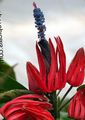 des plantes en pot Pavonia Fleur herbeux rouge Photo