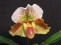 Затворени Погони Слиппер Орхидеје Цвет травната, Paphiopedilum бровн фотографија
