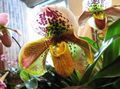 Интериорни растения Чехъл Орхидеи Цвете тревисто, Paphiopedilum жълт снимка