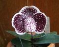 Интериорни растения Чехъл Орхидеи Цвете тревисто, Paphiopedilum винен снимка