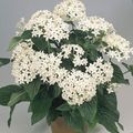 Plantas de Interior Pentas, Star Flower, Star Cluster Flor planta herbácea, Pentas lanceolata branco foto