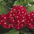 წითელი ბალახოვანი მცენარე Pentas, ვარსკვლავი ყვავილი, ვარსკვლავი კასეტური სურათი და მახასიათებლები