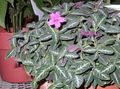 Комнатные Растения Руэллия Цветок ампельные, Ruellia розовый Фото