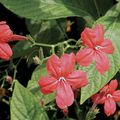 κόκκινος Αιωρούμενα Φυτό Μαϊμού, Κόκκινο Ruellia φωτογραφία και χαρακτηριστικά