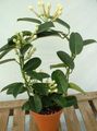 Plantas de Interior Bridal Bouquet, Madagascar Jasmine, Wax Flower, Chaplet Flower, Floradora, Hawaiian Wedding Flower cipó, Stephanotis branco foto
