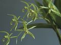 屋内植物 セロジネ フラワー 草本植物, Coelogyne 緑色 フォト