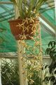 galben Planta Erbacee Coelogyne fotografie și caracteristici