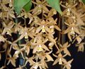 ყავისფერი ბალახოვანი მცენარე Coelogyne სურათი და მახასიათებლები