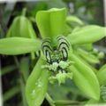 Topfpflanzen Coelogyne Blume grasig grün Foto